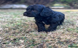 Cockapoo dogs for sale: cockerpoo Puppies 2 Left!  - Image 8