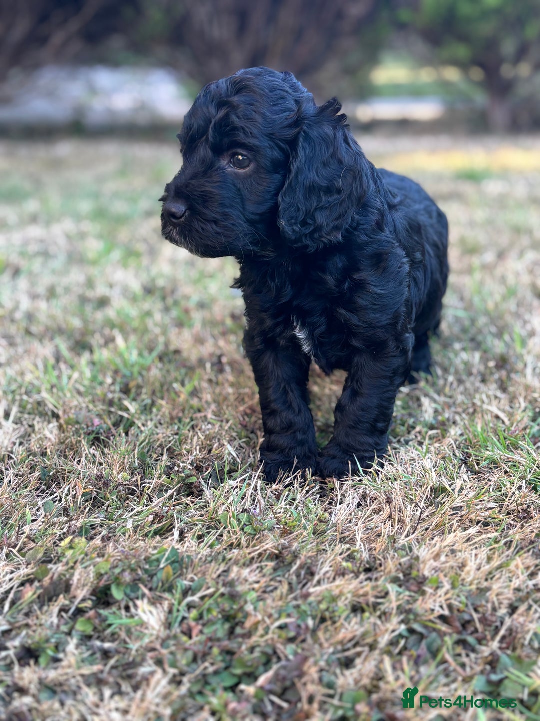 Cockapoo dogs for sale: cockerpoo Puppies 2 Left!  - Image 8