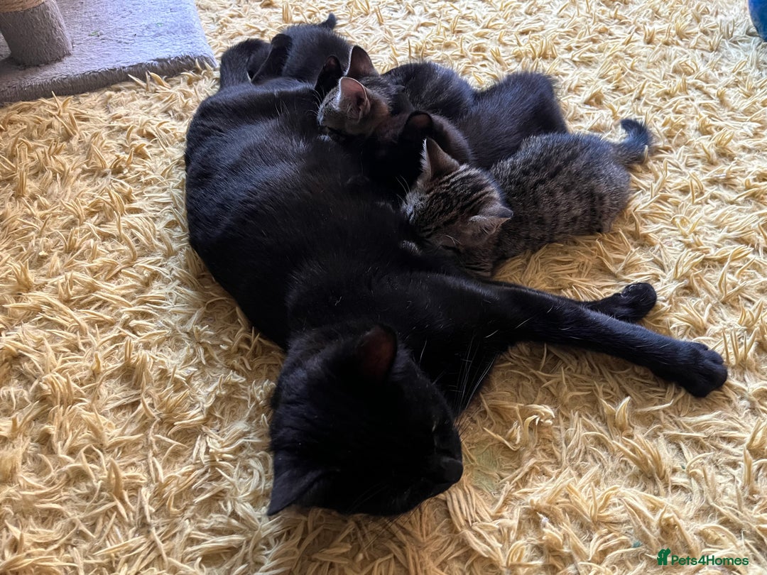 Mixed Breed cats for sale: Beautiful Kittens - Advert 6