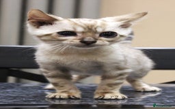 Bengal cats for sale: CUTE SNOW LYNX (BLUE-EYED) MALE BENGAL KITTEN - Image 9