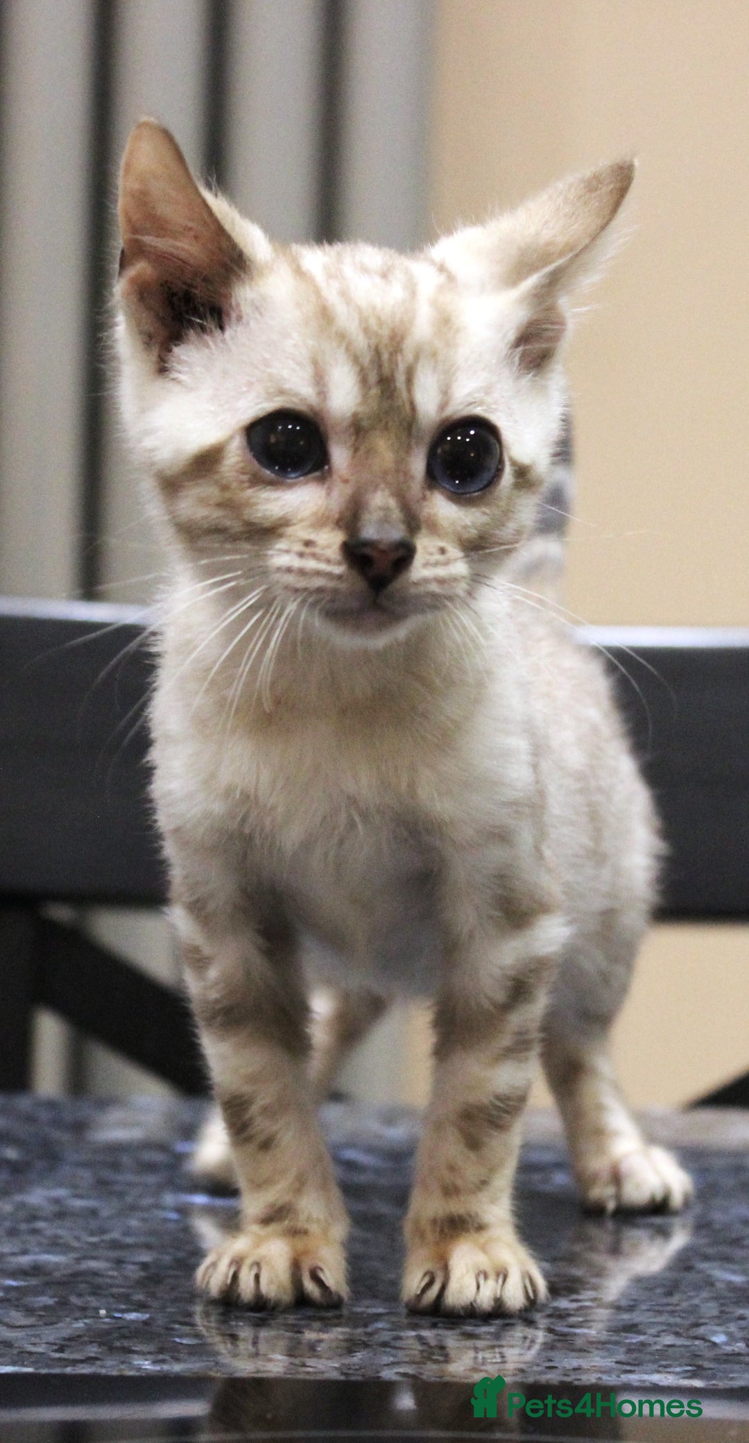Bengal cats for sale: CUTE SNOW LYNX (BLUE-EYED) MALE BENGAL KITTEN - Image 9