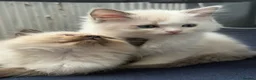 Ragdoll cats for sale: Ragdolls for sell in Scunthorpe - Advert 3