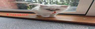 Ragdoll Kitten 1