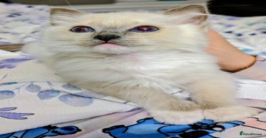 Ragdoll cats - Advert 3