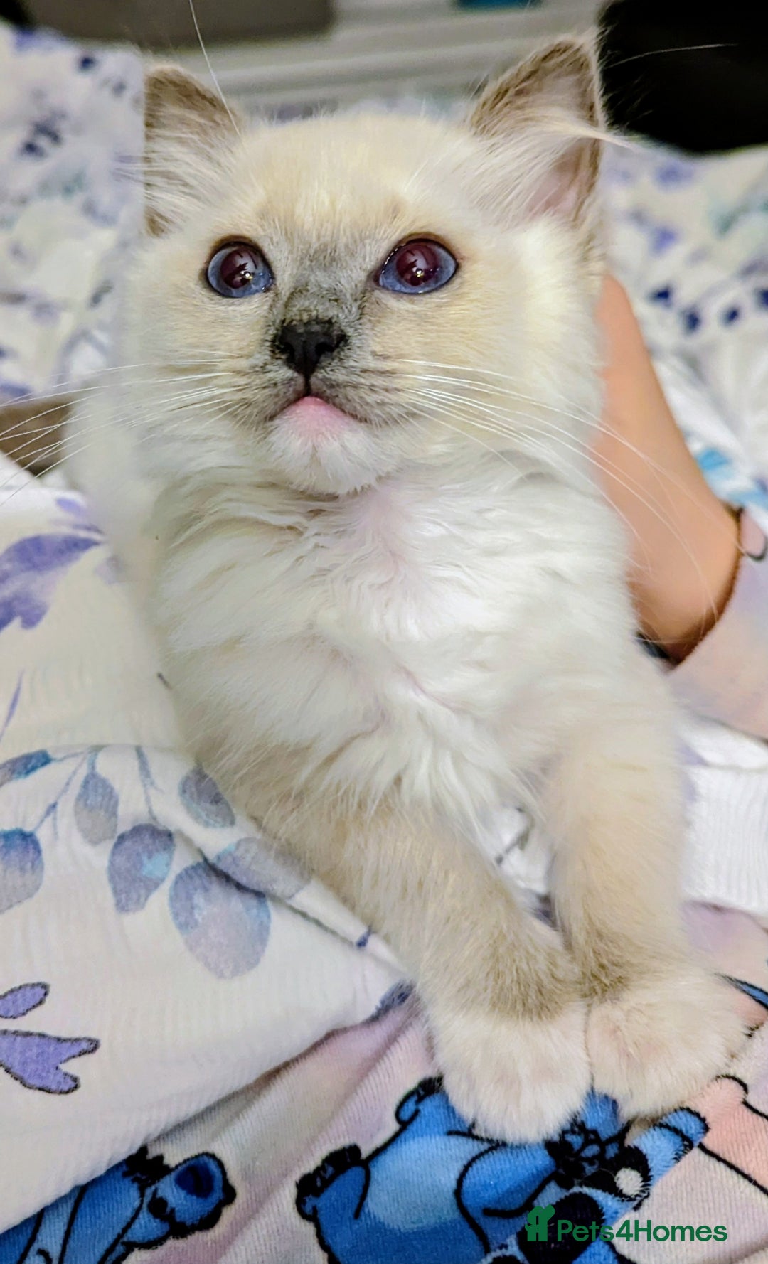 Ragdoll cats for sale: Last Gorgeous Ragdoll kitten - Image 10