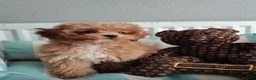 Maltipoo dogs for sale: RARE Asian teddy face maltipoo male puppy  **  - Advert 2