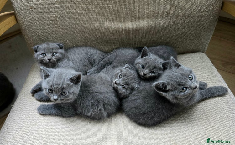Scottish Fold cats - Advert 3