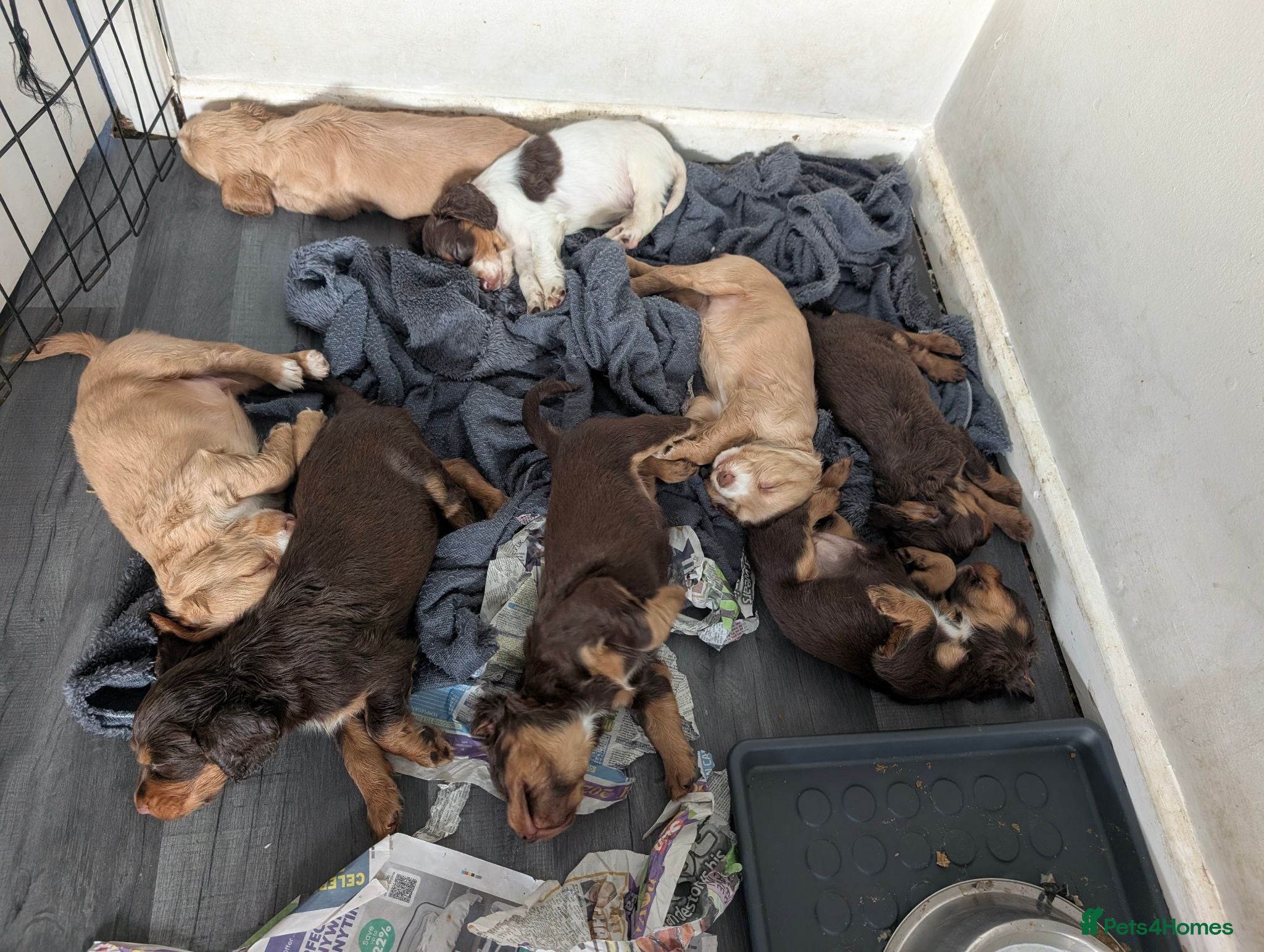 Cocker Spaniel dogs Working cocker spaniel puppies  - Advert 17