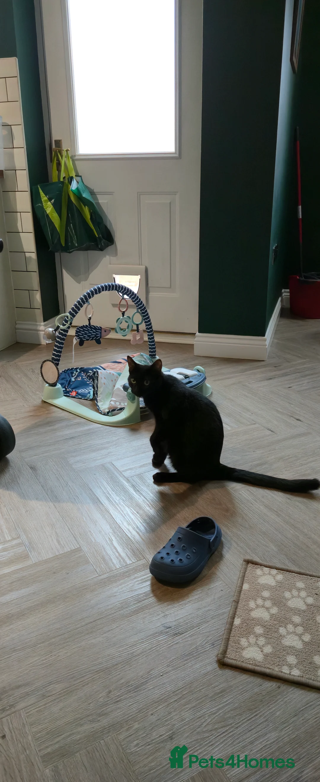 Mixed Breed cats for sale: 3 Black Male Kittens - Advert 5