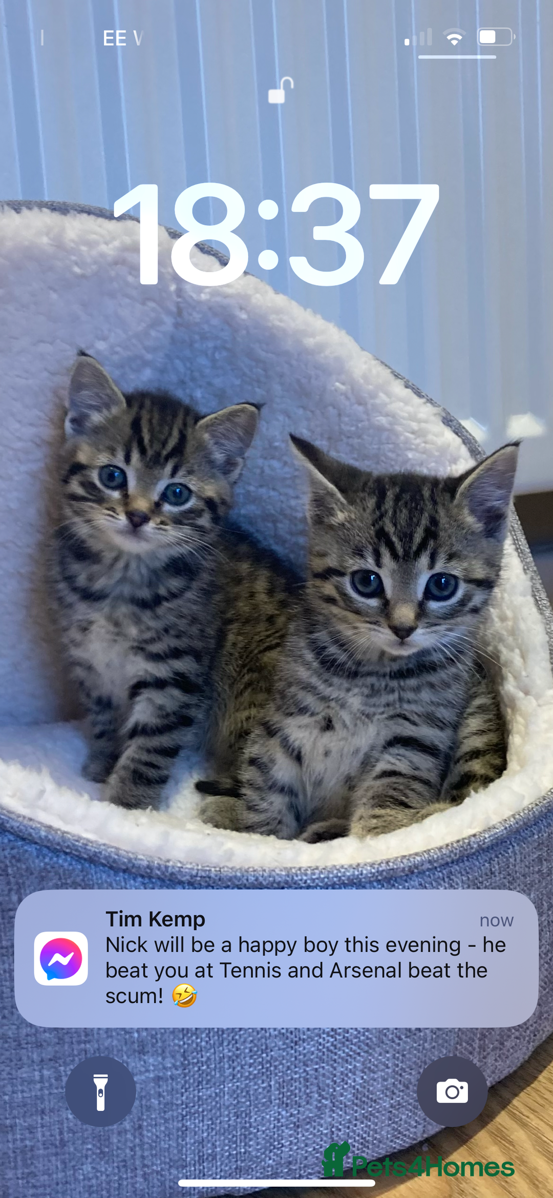 Mixed Breed cats for sale: Two short hair mixed breed cats  - Advert 5