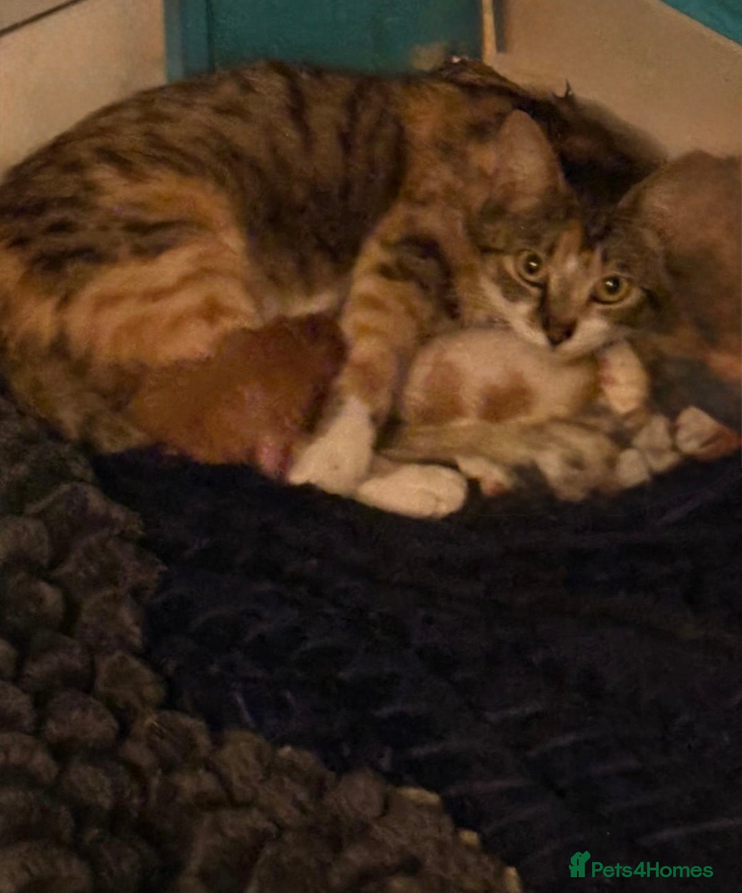 Mixed Breed cats for sale: 2 beautiful girl kittens looking for forever homes - Image 8