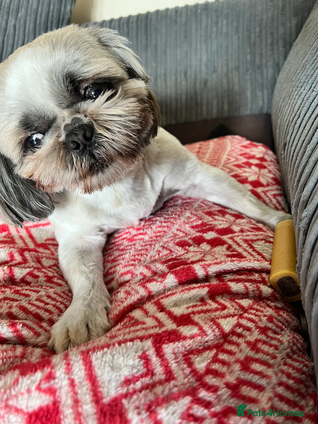 Shih Tzu dogs for stud: STUD shihtzu in Nuneaton - Advert 4