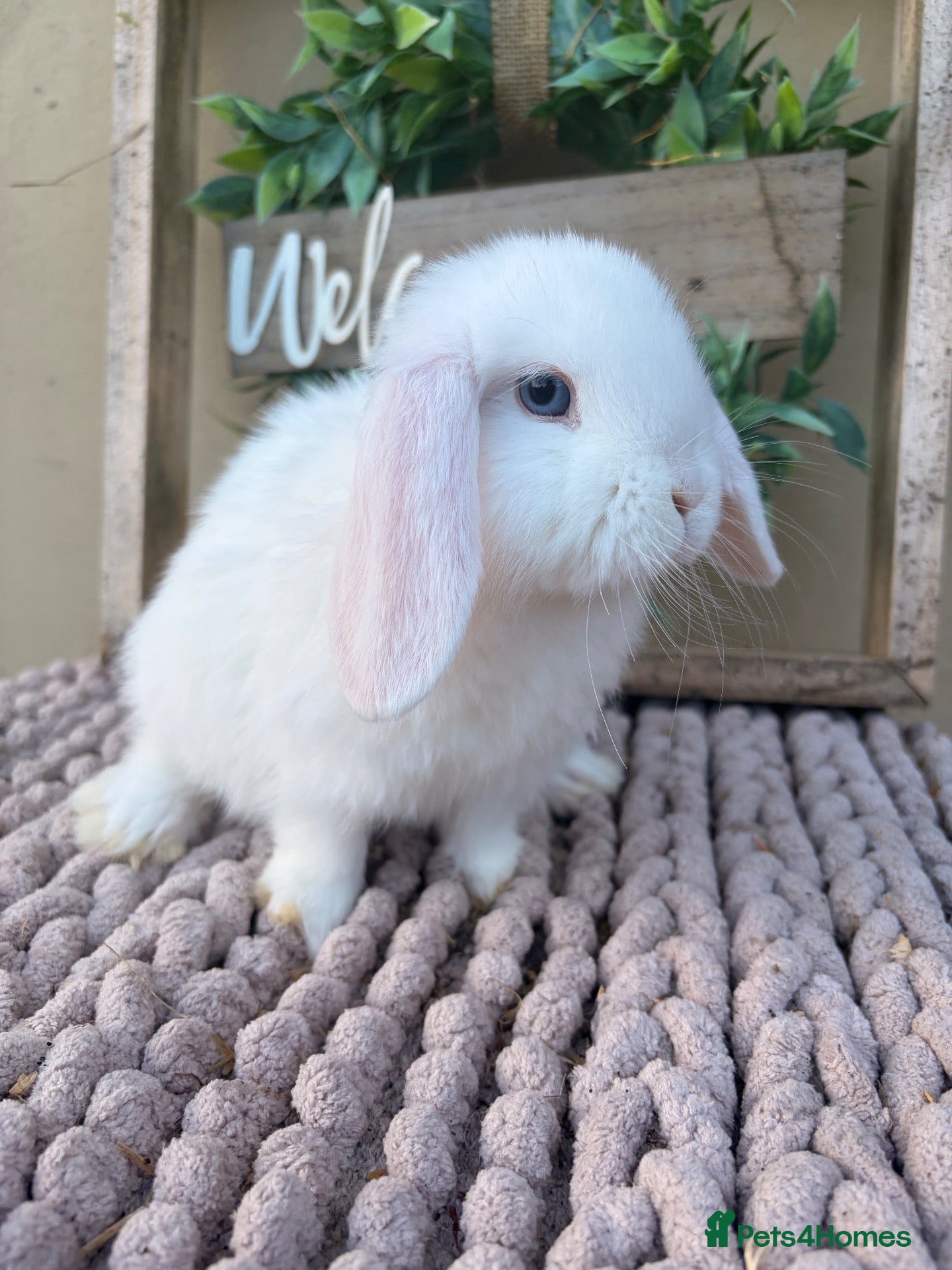 Mini Lop rabbits for sale: Beautiful mini lop babies - Advert 1