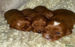 Cavapoo dogs for sale: ❤️ Deep Red Cavapoo Puppies ❤️ - Image 1