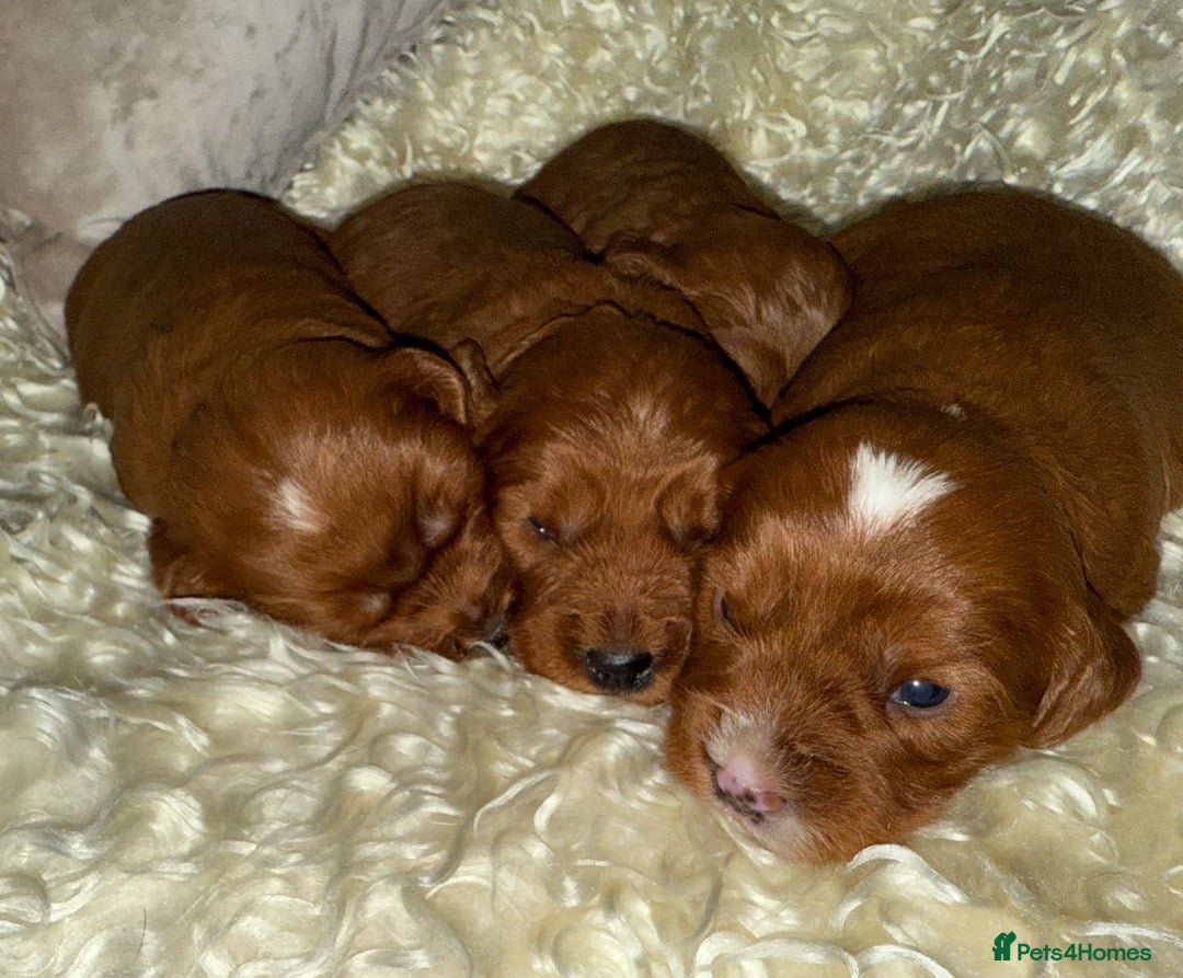 Cavapoo dogs for sale: ❤️ Deep Red Cavapoo Puppies ❤️ - Image 1