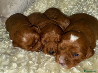Cavapoo dogs for sale - Advert 3