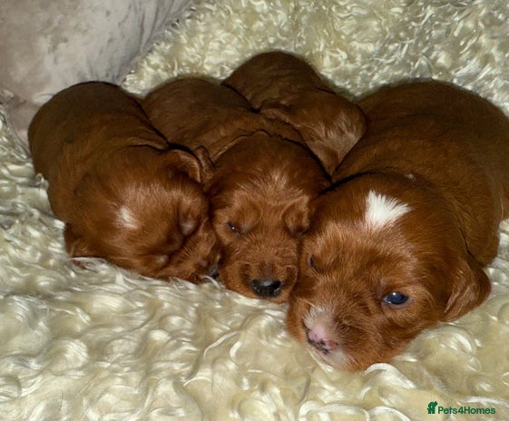 Cavapoo dogs - Advert 1