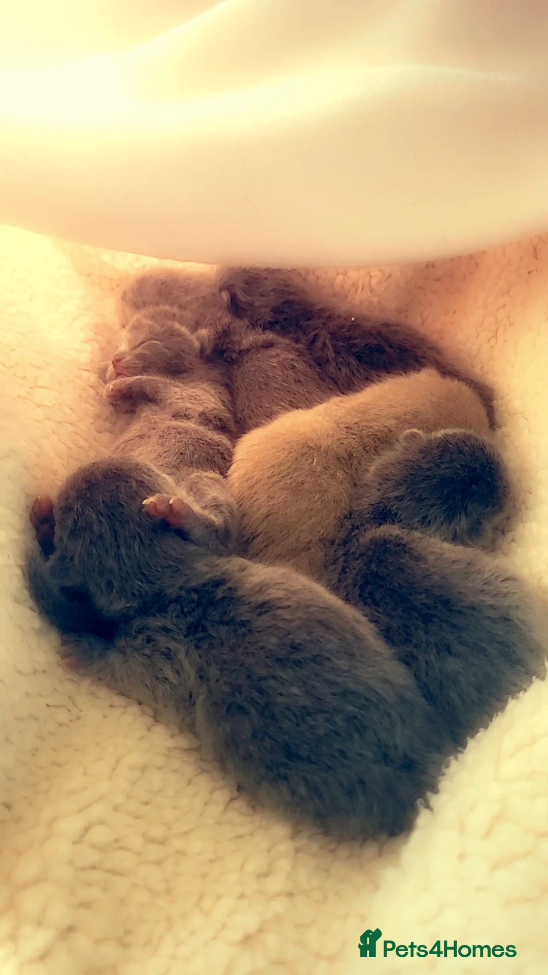 British Shorthair cats for sale: Stunning British blue kittens  - Advert 2