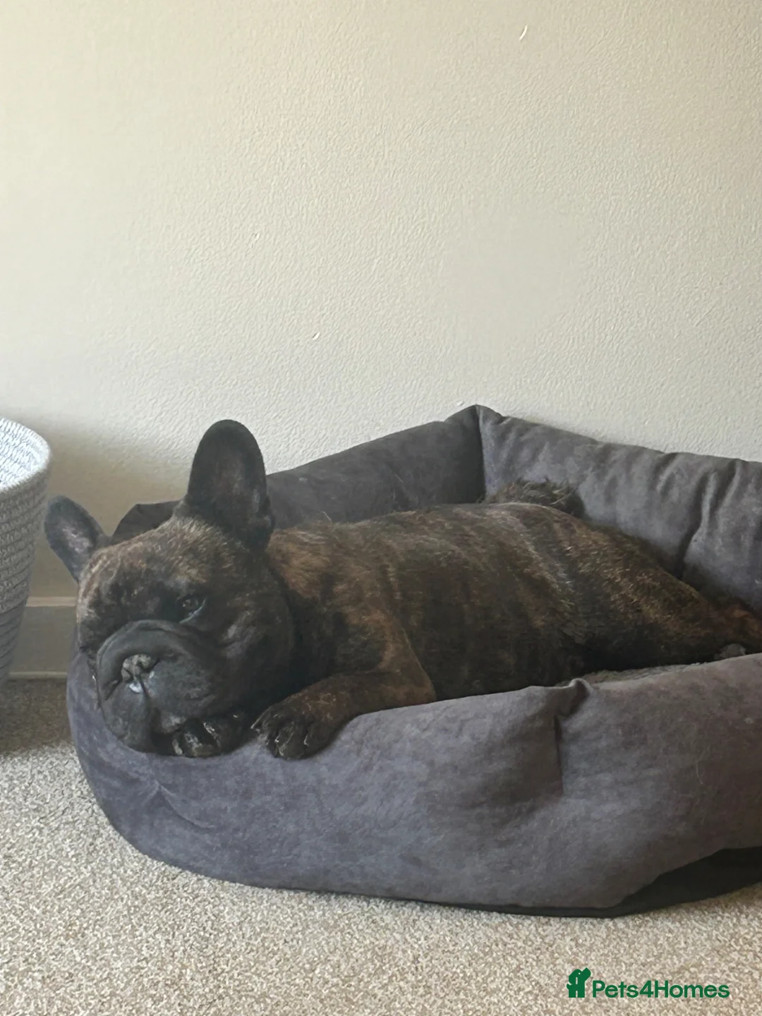 French Bulldog dogs for sale: Lilo, our frenchie in Fleet - Advert 2