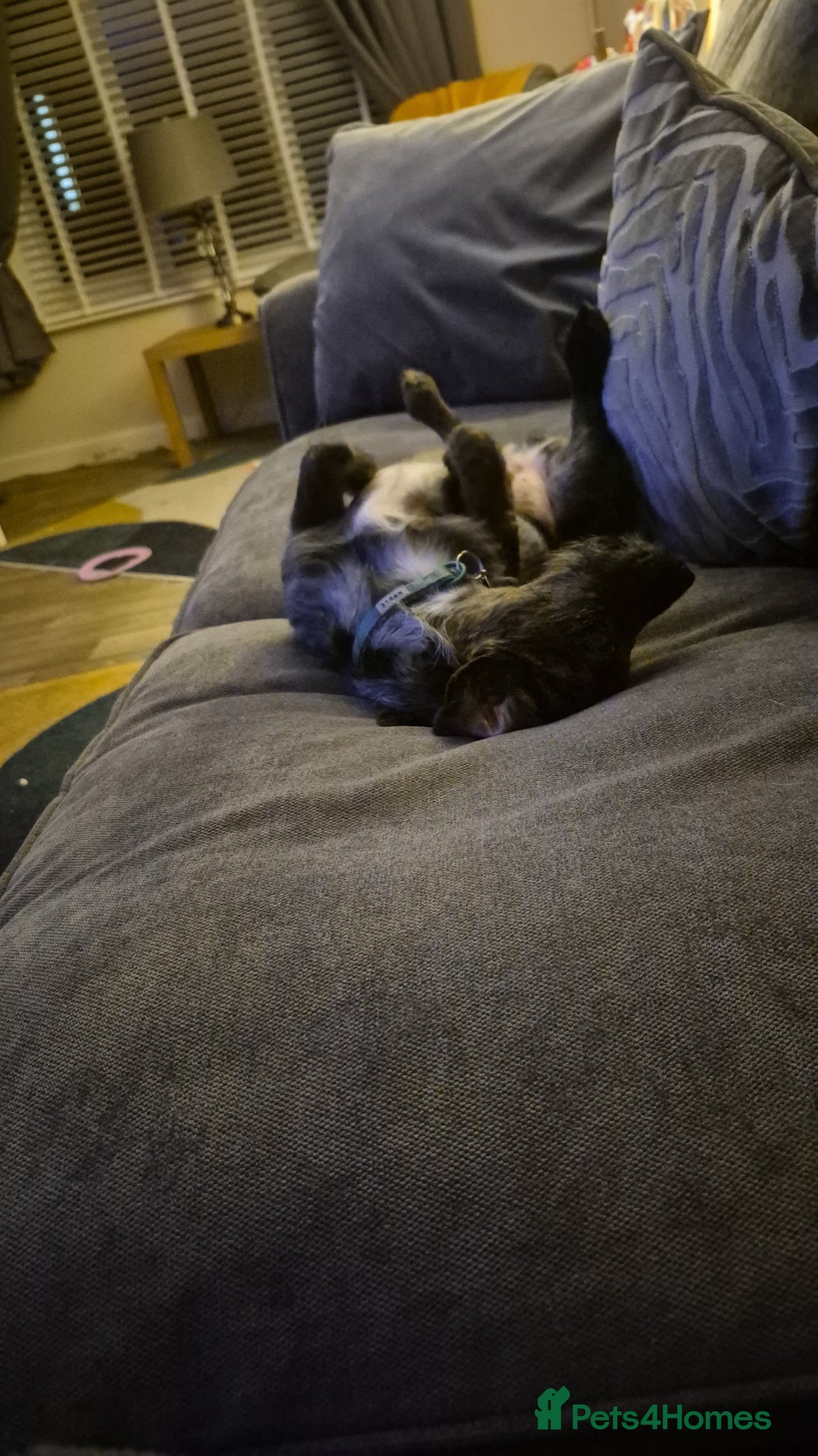 Mixed Breed dogs for sale: Chihuahua cross 5mths old - Advert 6