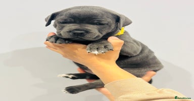 Staffordshire Bull Terrier dogs - Advert 4