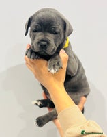 Staffordshire Bull Terrier dogs - Advert 1