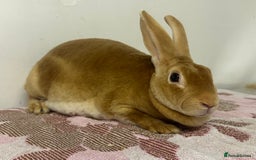 Rex rabbits for sale: Stunning mini Rex babies - Image 8