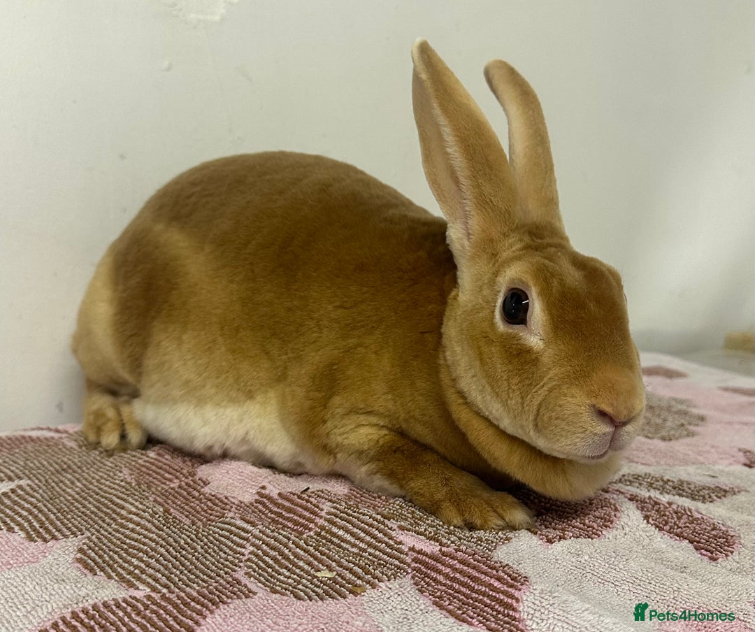 Rex rabbits for sale: Stunning mini Rex babies - Image 8