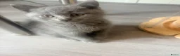 British Shorthair cats for sale:   L  Affectionate British Shorthair kittens - Advert 5