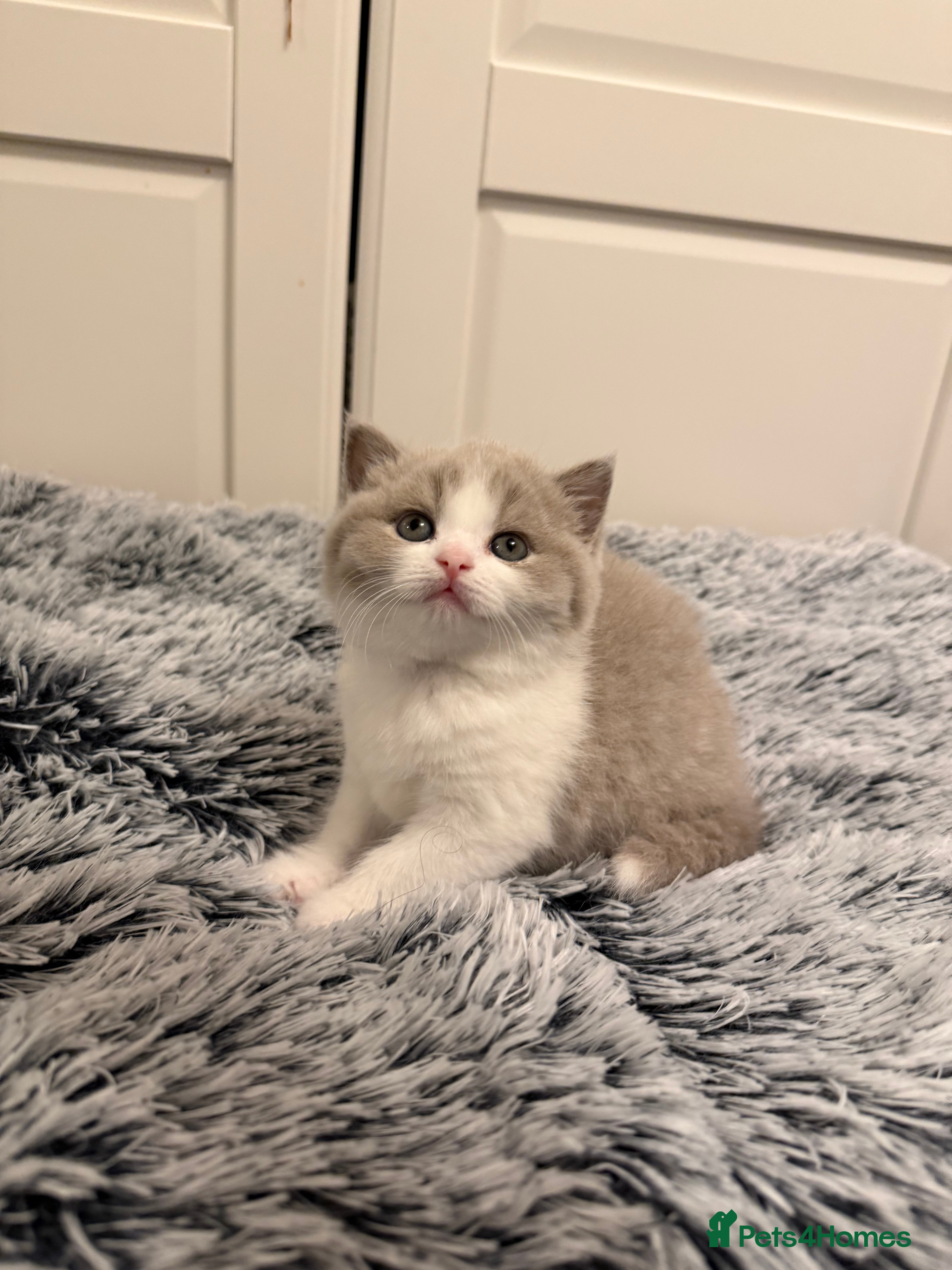 British Shorthair cats  TICA Registered BSH Litter of 4 kittens 💙🧡💛💜 - Advert 6
