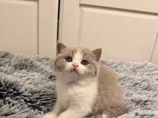 British Shorthair cats TICA Registered BSH Litter of 4 kittens 💙🧡💛💜 - Advert 6