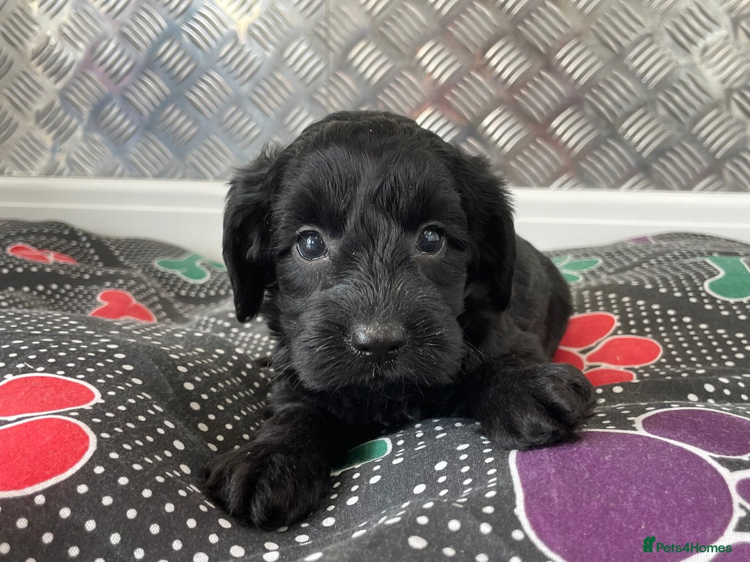 Cockapoo dogs for sale: F1 Cockapoos for sale  - Image 20