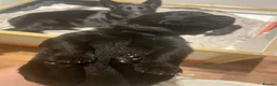 German Shepherd dogs for sale: German shepherd puppies  - Advert 2