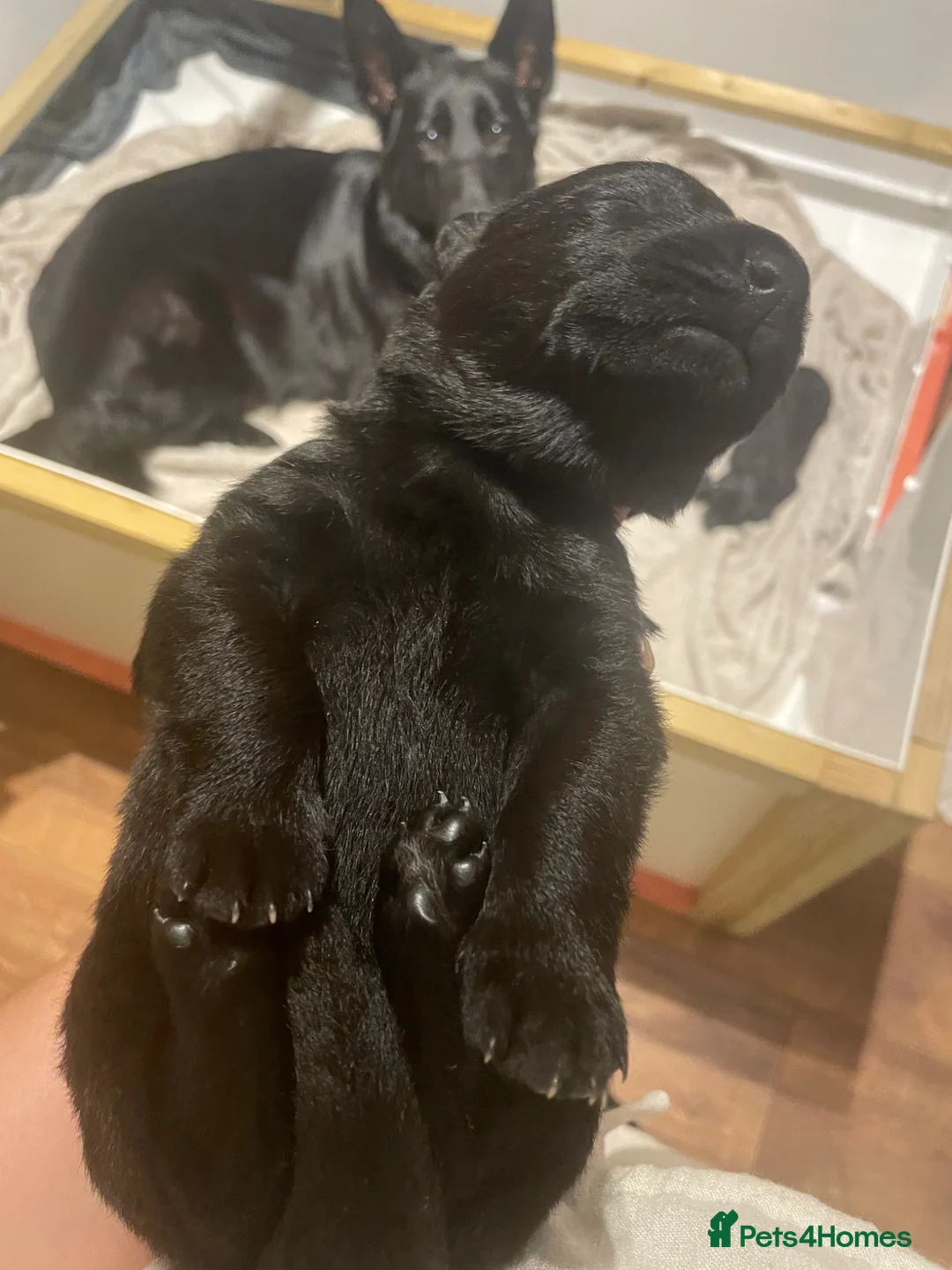 German Shepherd dogs for sale: German shepherd puppies  - Advert 2