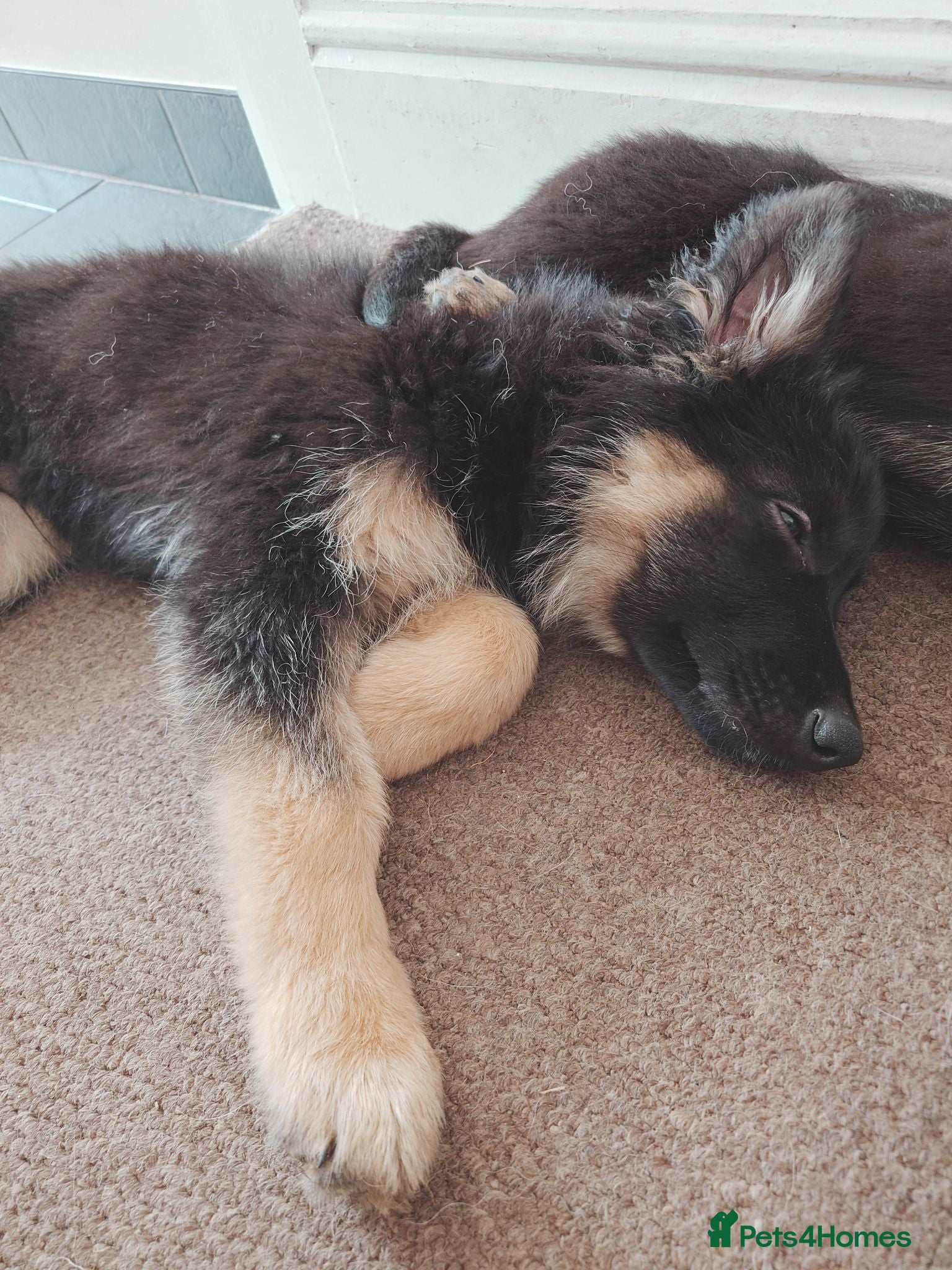 Shepsky dogs German Shepherd pups - Advert 3