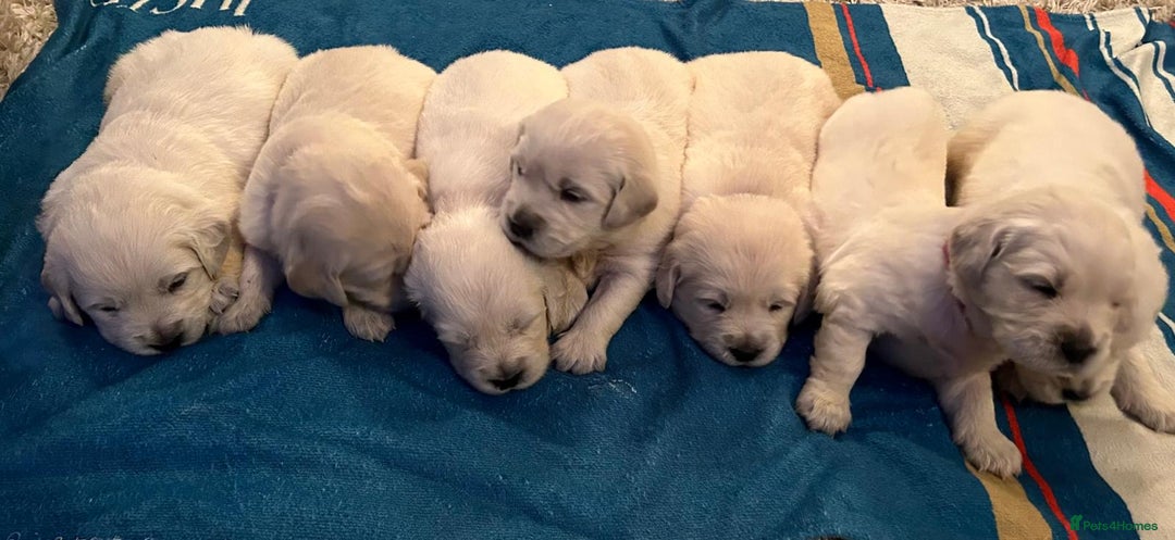 Golden Retriever dogs for sale: Chunky, cream pups - Image 31