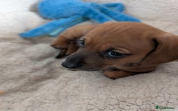 Dachshund dogs for sale: 5 week Old Dachshunds - Image 2