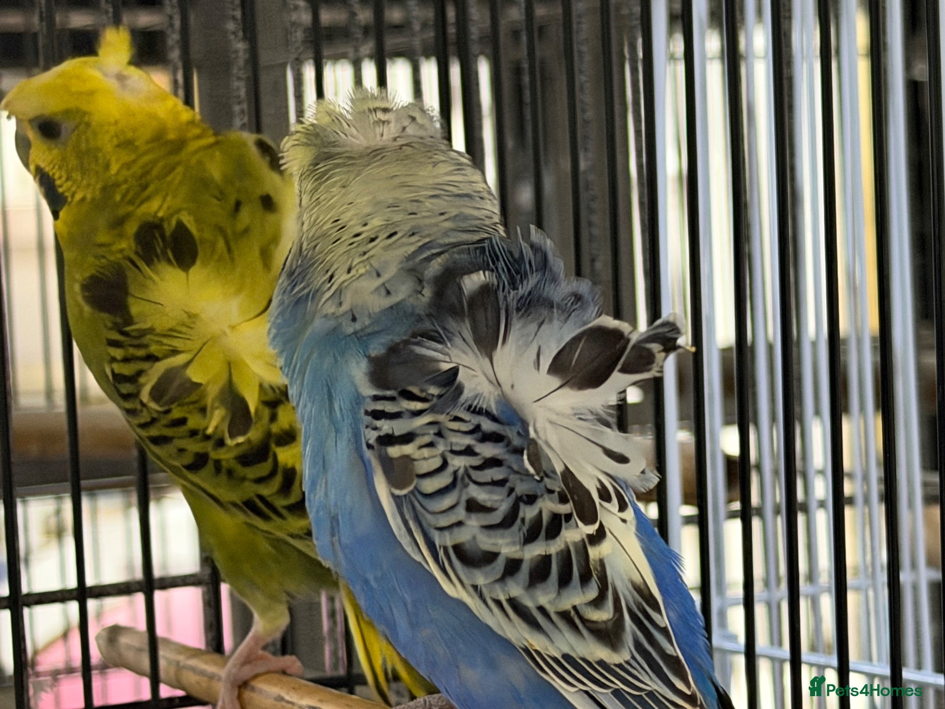 Budgerigars birds Breeding pairs helicopter budgies available  - Advert 3