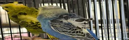 Budgerigars birds for sale: Breeding pairs helicopter budgies available  - Advert 1