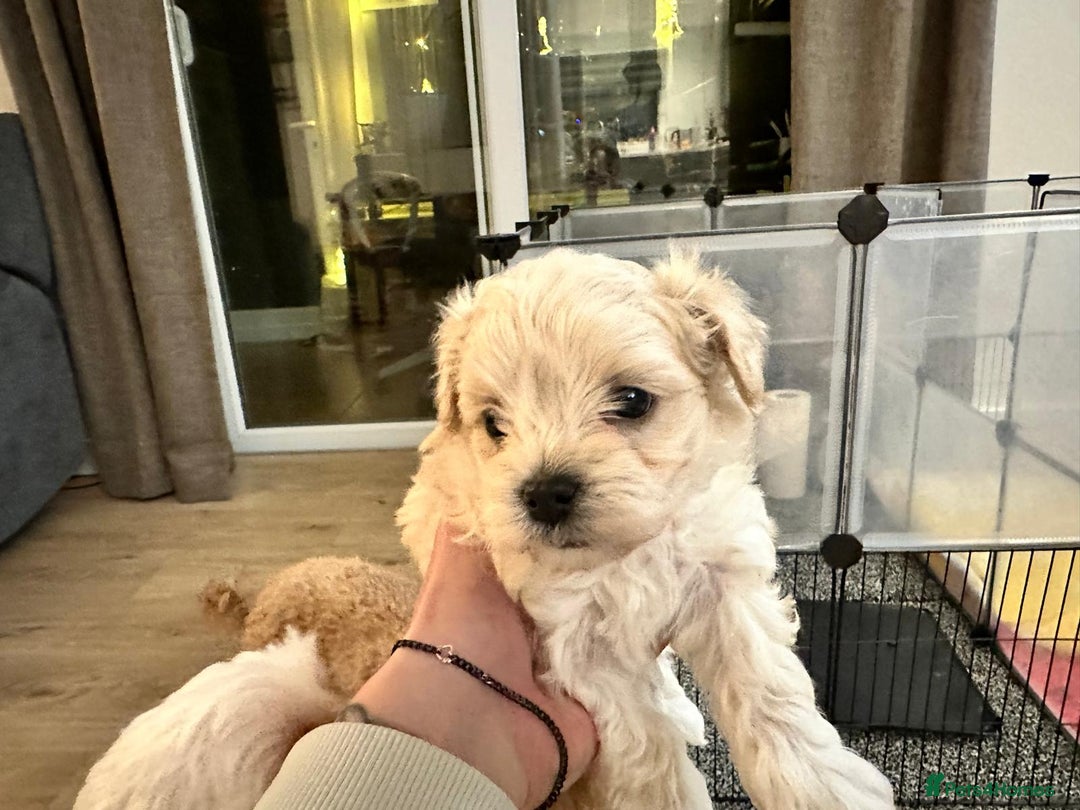 Maltipoo dogs for sale: 💛  Maltipoo Puppies Ready 16th Dec  💛 - Advert 8