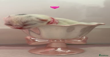 Ragdoll cats - Advert 3