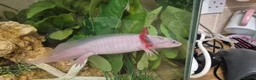 Other/Mixed Breed fish for sale: Adult Male lecustic Axolotl  - Advert 2