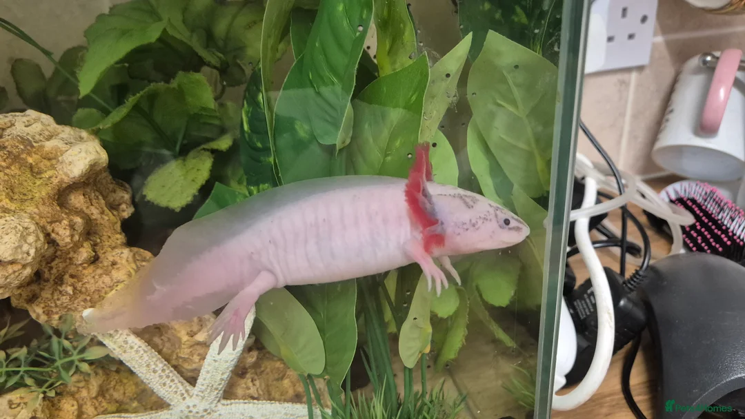 Other/Mixed Breed fish for sale: Adult Male lecustic Axolotl  - Advert 2