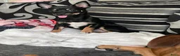 Jack Chi dogs for sale: Skye  - Advert 12