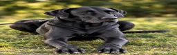 Great Dane dogs for sale: 🐾KC REGISTERED GREAT DANE PUPPIES — NORTHAMPTON🐾 - Advert 27