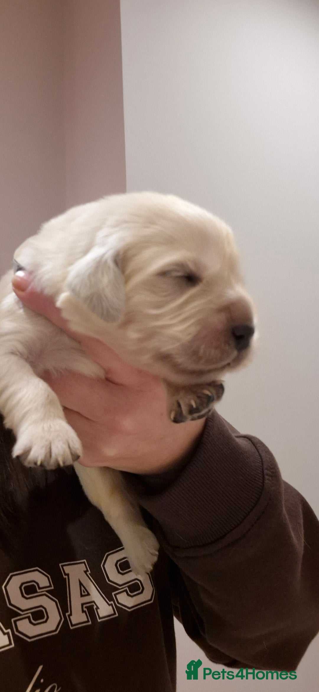 Golden Retriever dogs for sale: KC REGISTERED Golden Retriever puppies  - Advert 4