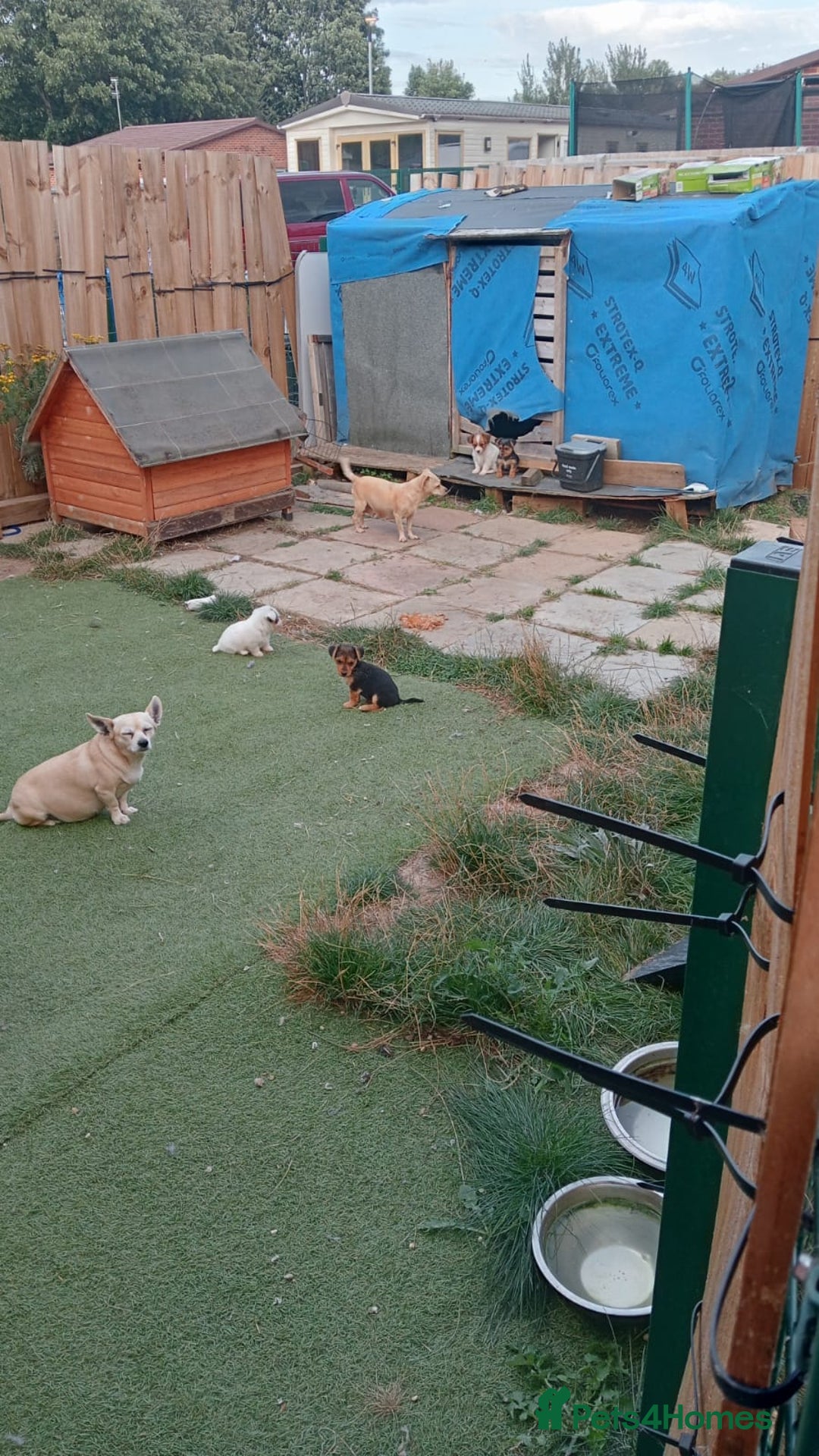 Mixed Breed dogs for sale: Chihuahua x Norfolk terrier puppies for sale - Image 6
