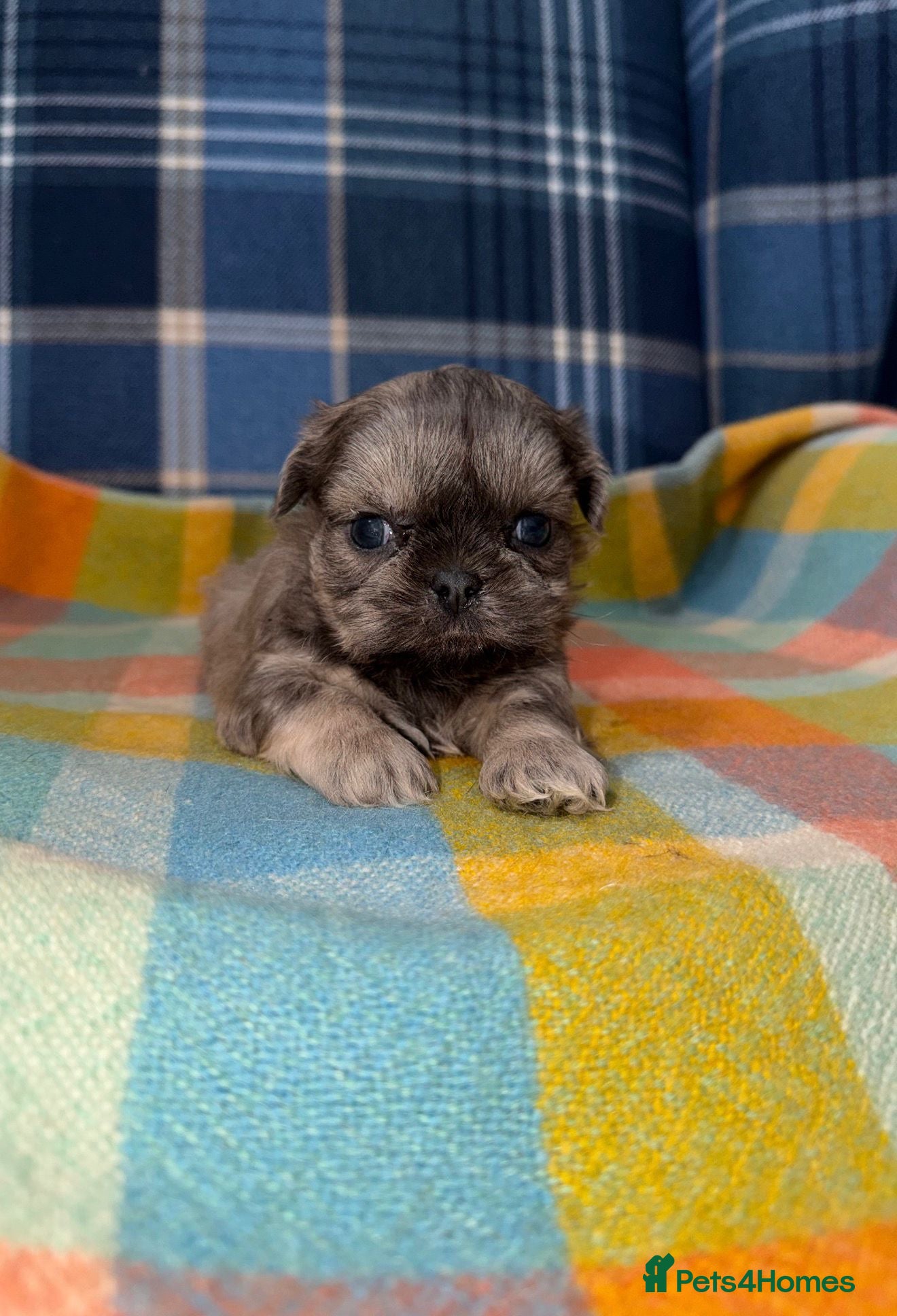 Shih Tzu dogs 💜🩷💙Stunning KC Shih Tzu Puppies💜🩵🩷 - Advert 1