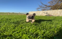 Cairn Terrier dogs for sale: Cairn terrier puppies - ready to go  - Advert 7