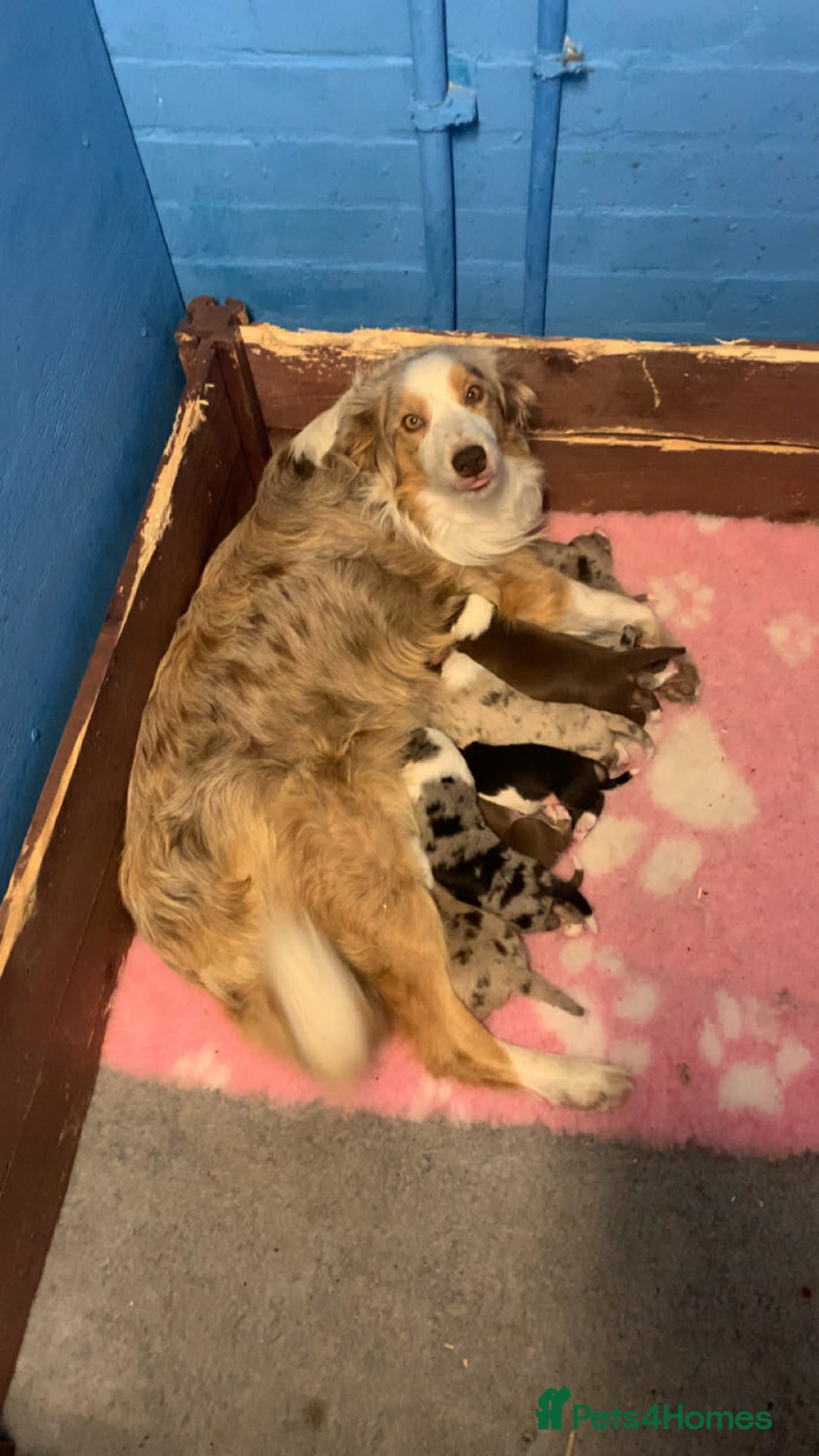 Border Collie dogs for sale: Pure border collie puppies - Advert 10